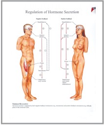 human fetal circulation